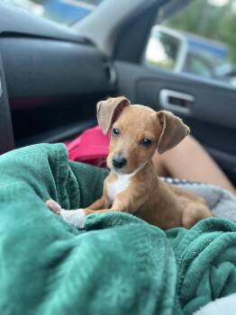 Mouse -  Beagle Dog for Adoption in Woolwich, Maine - Mouse | PetCurious