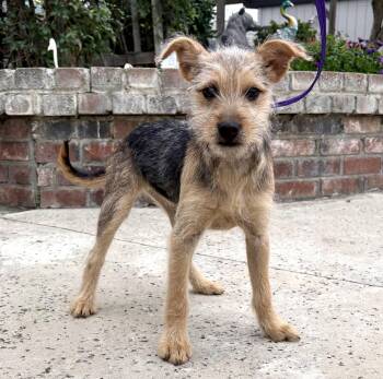 Terrier Dogs Available for Adoption - Lacy | PetCurious