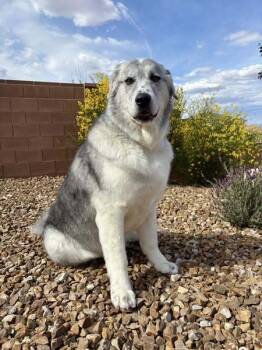 Rescue Great Pyrenees Dogs for Adoption in Bountiful, Utah - Peanut | PetCurious