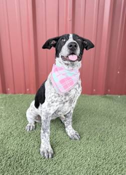 Cattle Dog Dogs Available for Adoption in Lubbock, Texas - Blossom | PetCurious