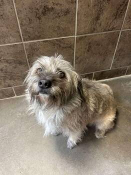 Hero -  Terrier Dog for Adoption in Midland, Texas - Hero | PetCurious