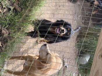 Rescue Cocker Spaniel Dogs for Adoption in Myrtle, Mississippi - Misty | PetCurious