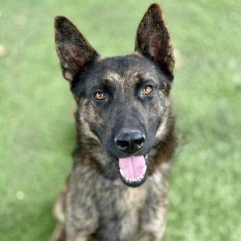 Rescue Dutch Shepherd Dogs for Adoption in Red Bluff, California - Chester | PetCurious