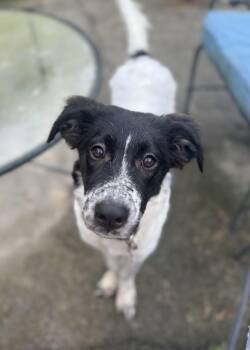 Pippi -  Border Collie and Australian Shepherd Dog for Adoption in Wando, South Carolina - Pippi | PetCurious