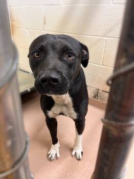 Rescue Pit Bull Terrier Dogs for Adoption in Nacogdoches, Texas - Eggnog | PetCurious