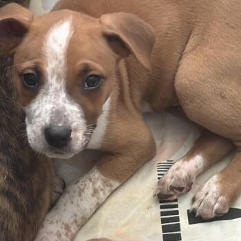 Paisley -  American Staffordshire Terrier and Mixed Breed Dog for Adoption - Paisley | PetCurious