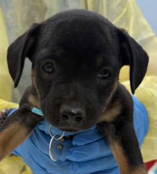 Terrier and Mixed Breed Dogs Available for Adoption in Honolulu, Hawaii - Bernadette | PetCurious