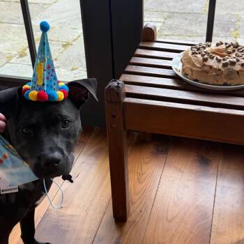 Drift -  Mixed Breed Dog for Adoption in Hopkinton, Massachusetts - Drift | PetCurious