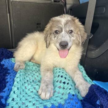 Apple -  Great Pyrenees Dog for Adoption in Tucson, Arizona - Apple | PetCurious