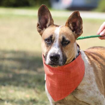 Harriet -  Cattle Dog Dog for Adoption in Columbia, South Carolina - Harriet | PetCurious