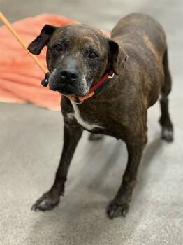 Rescue Terrier and Mixed Breed Dogs for Adoption - GENESIS | PetCurious