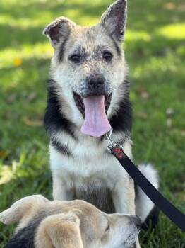 Rescue German Shepherd Dog Dogs for Adoption in Burbank, California - Thor | PetCurious