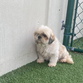 Goldie 6905 -  Shih Tzu Dog for Adoption in Loxahatchee Groves, Florida - Goldie 6905 | PetCurious