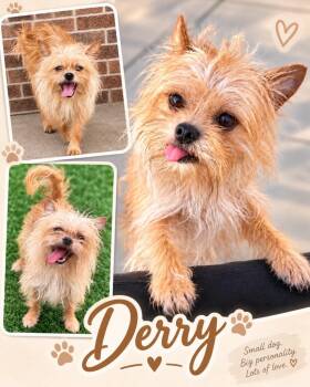 Derry -  Brussels Griffon and Yorkshire Terrier Dog for Adoption in Dalton, Georgia - Derry | PetCurious