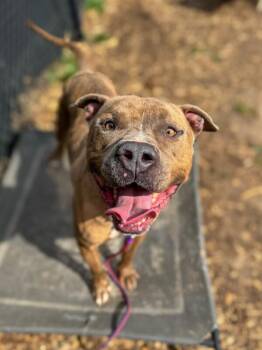 Night Reign -  Mixed Breed Dog for Adoption in Cincinnati, Ohio - Night Reign | PetCurious