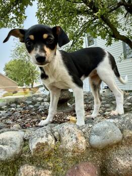 Roxanne -  Chihuahua and Rat Terrier Dog for Adoption in New Baltimore, Michigan - Roxanne | PetCurious