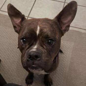 Maiya Cuddler of the Year -  Bulldog and Boxer Dog for Adoption in Houston, Texas - Maiya Cuddler Of The Year | PetCurious