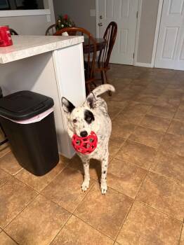 Maggie Mae -  Australian Cattle Dog Blue Heeler Dog for Adoption in Melbourne, Arkansas - Maggie Mae | PetCurious