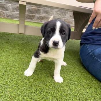 Hound and Mixed Breed Dogs Available for Adoption - Zinnia | PetCurious