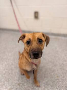 Rescue Mixed Breed Dogs for Adoption in Knoxville, Tennessee - Stefan | PetCurious
