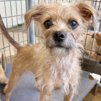 Chihuahua and Border Terrier Dogs Available for Adoption in New Orleans, Louisiana - Waffle (Benefactor Dog) | PetCurious
