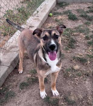 Australian Shepherd and Shepherd Dogs Available for Adoption in Los Angeles, California - Lucy~  | PetCurious