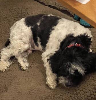 Sully -  Cavalier King Charles Spaniel and Poodle Dog for Adoption in Washington, District Of Columbia - Sully | PetCurious