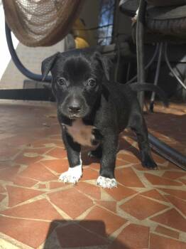 Rescue Labrador Retriever and American Staffordshire Terrier Dogs for Adoption in Wake Forest, North Carolina - Wednesday | PetCurious