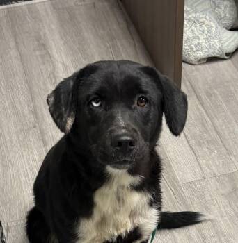 Rescue Australian Shepherd Dogs for Adoption in Paris, Tennessee - MOLLY | PetCurious