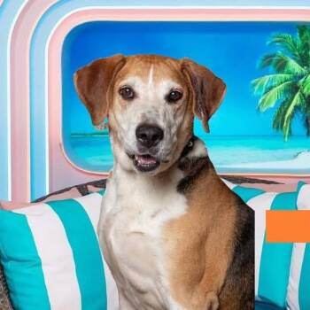 Max "Big Max" -  Hound and Mixed Breed Dog for Adoption in Quincy, Florida - Max "Big Max" | PetCurious
