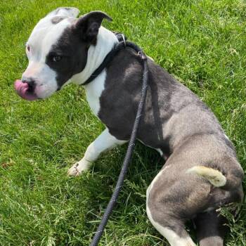 Mixed Breed Dogs Available for Adoption in Davenport, Iowa - Dixie | PetCurious