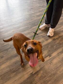 Mixed Breed Dogs Available for Adoption in Liverpool, New York - Bananas | PetCurious