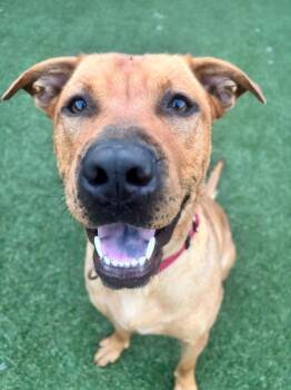Luna -  Hound Dog Available for Adoption in Elmwood, Louisiana - Luna | PetCurious