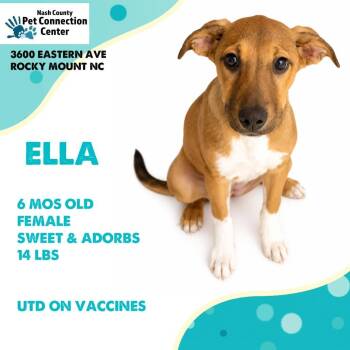 ELLA  Available NOW - ADOPTION or RESCUE! -  Mixed Breed Dog for Adoption in Nashville, North Carolina - ELLA  Available NOW - ADOPTION Or RESCUE! | PetCurious