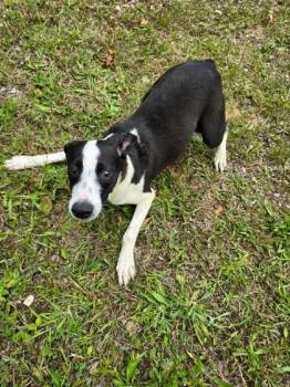 Button -  Hound and Mixed Breed Dog for Adoption in Harbor Springs, Michigan - Button | PetCurious