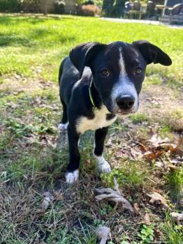 Pookie -  Labrador Retriever and Pit Bull Terrier Dog for Adoption in Greenlawn, New York - Pookie | PetCurious