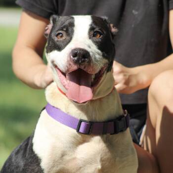 Bessie Moo -  Pit Bull Terrier Dog for Adoption in Columbia, South Carolina - Bessie Moo | PetCurious