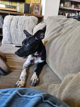 DIVA -  Labrador Retriever and Retriever Dog for Adoption in Broomfield, Colorado - DIVA | PetCurious