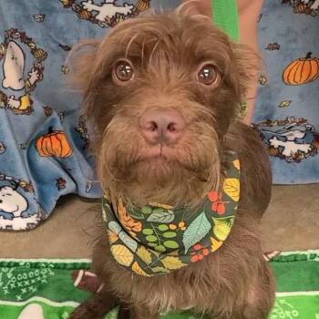 Poppy -  Mixed Breed Dog for Adoption in Woolwich, Maine - Poppy | PetCurious