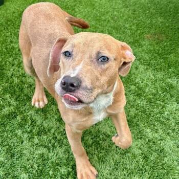 Pit Bull Terrier Dogs Available for Adoption - Johanna | PetCurious