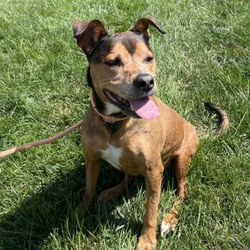 Hoolah -  American Staffordshire Terrier and Mixed Breed Dog for Adoption in Fort Wayne, Indiana - Hoolah | PetCurious