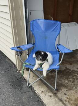 Australian Shepherd and Border Collie Dogs Available for Adoption in South Bend, Indiana - Briar | PetCurious