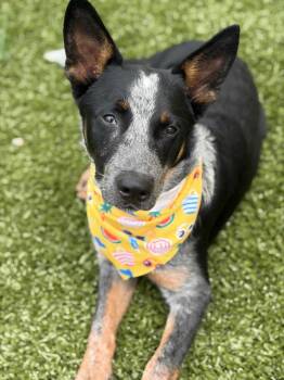 Max -  Cattle Dog Dog for Adoption in Morgantown, Kentucky - Max | PetCurious