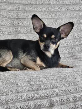 Sir Winston Churchill -  French Bulldog Dog for Adoption in Blaine, Minnesota - Sir Winston Churchill | PetCurious
