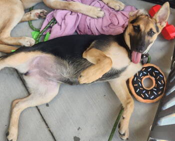 Rescue German Shepherd Dog Dogs for Adoption in Dallas, Texas - Sophia | PetCurious