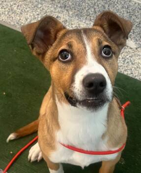 Scarlet -  Shepherd Dog Available for Adoption in Golden, Colorado - Scarlet | PetCurious