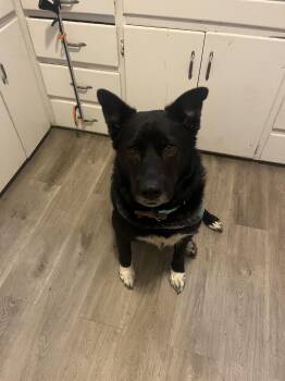 Shepherd Dogs Available for Adoption in Tonawanda, New York - Eliza | PetCurious