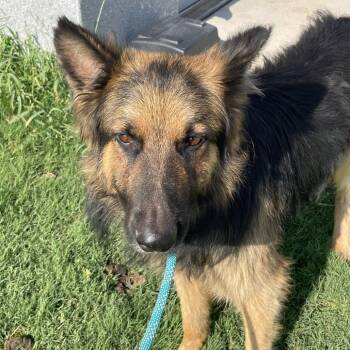 Jif -  German Shepherd Dog Dog for Adoption in Abilene, Texas - Jif | PetCurious