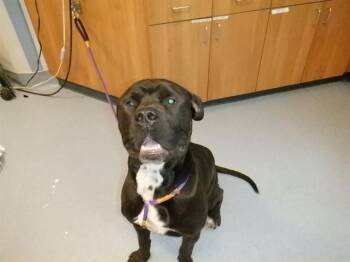 PETER PARKER -  Cane Corso Dog for Adoption in San Jose, California - PETER PARKER | PetCurious