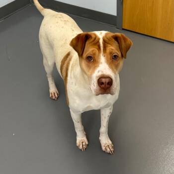 Shar Pei and Mixed Breed Dogs Available for Adoption in Roanoke, Virginia - Survivor | PetCurious